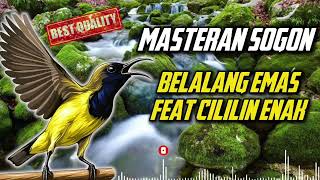 Download lagu MASTERAN SOGON‼️MATERI BELALANG EMAS FEAT CILILIN ENAK #sogon #sogongacor #sogokontong  mp3