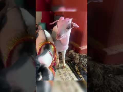 #Dad why they come to my house 🏠🏠🏠