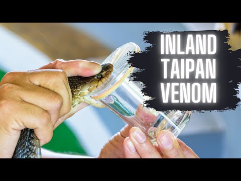 Inland Taipan VENOM (MILKING!)