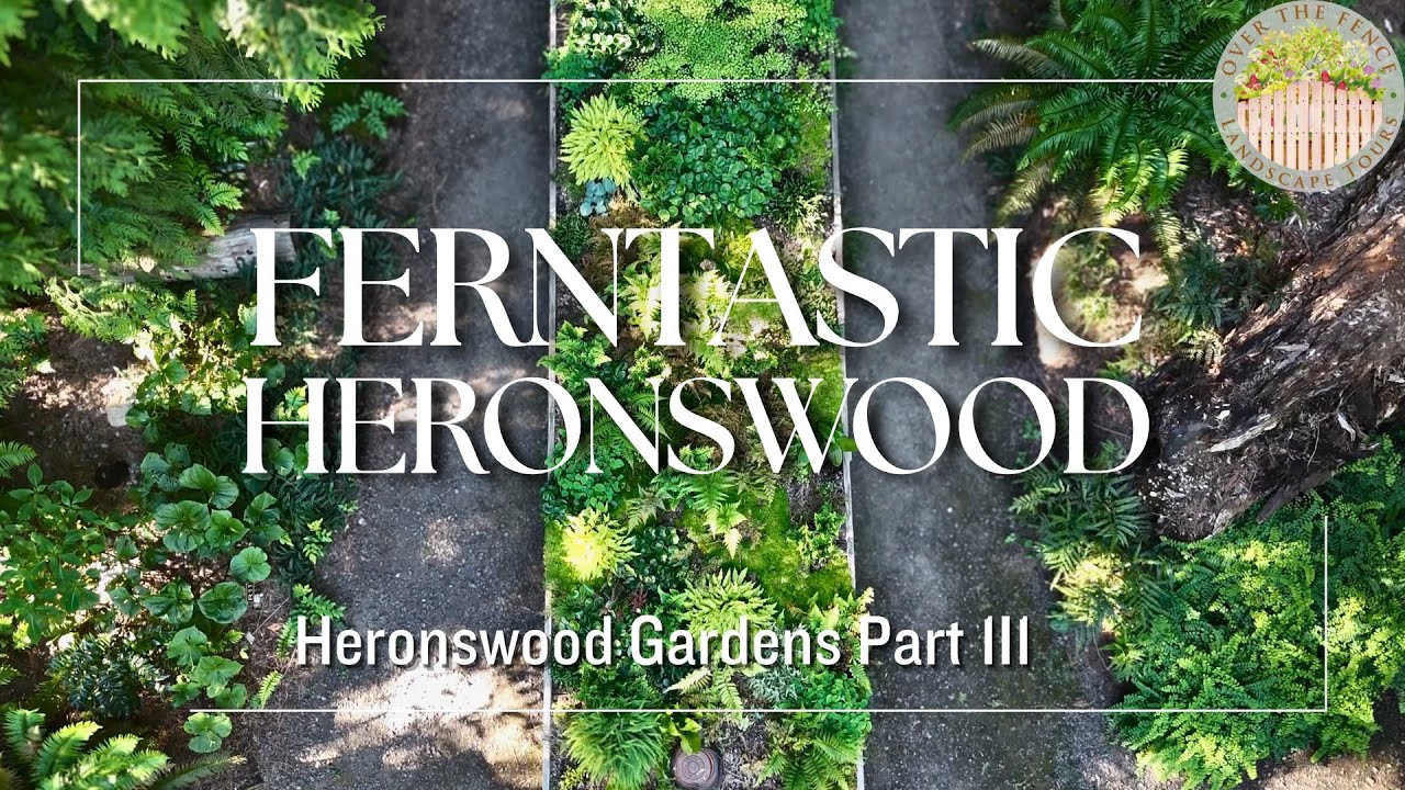 Ferntastic Heronswood: Heronswood Part 3 Fern Wonderland