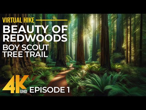 4K Relaxing Forest Walk in the Redwoods with Birds Sounds - Hiking on Boy Scout Tree Trail - Part 1