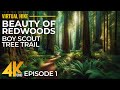 4K Relaxing Forest Walk in the Redwoods with Birds Sounds - Hiking on Boy Scout Tree Trail - Part 1