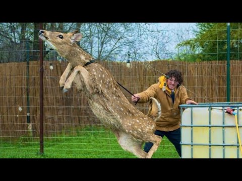 How to Lasso a Deer (Preparing for the Freeze)
