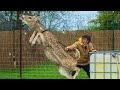 How To Lasso A Deer Preparing For The Freeze