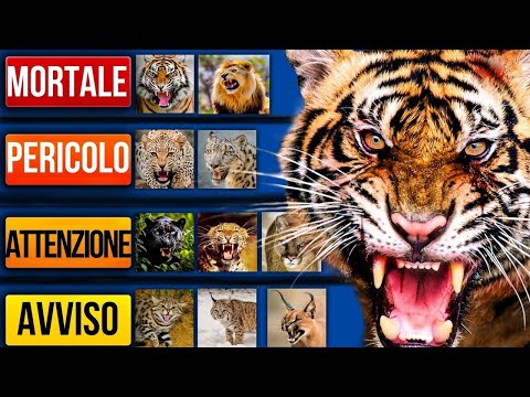 The world's deadliest felines (ranking)