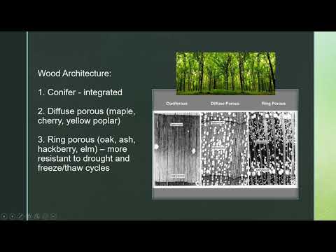 Botany 101 Crash Course