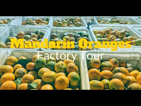 Mandarin Orange Factory