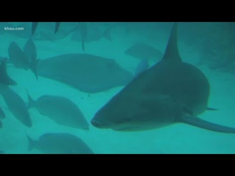 Brandi Breaks It Down: Shark Week is back