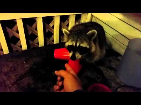 How to check if a raccoon has rabies.
