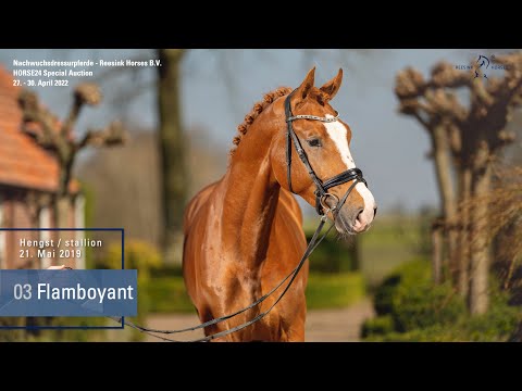 Special Auction Reesink Horses  Lot 3 Flamboyant Hengst v. Fürst Jazz - Contango