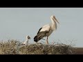 White Stork Clapping It S Beak