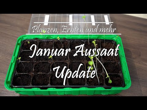 Update! zur Januar Aussaat - Umpflanzen unserer Rettich Keimlinge
