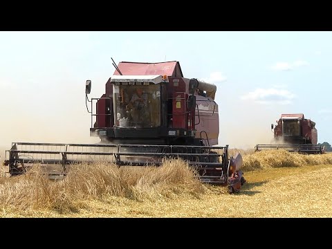 Экватор уборки урожая преодолели Мозырский, Речицкий и Хойникский районы видео