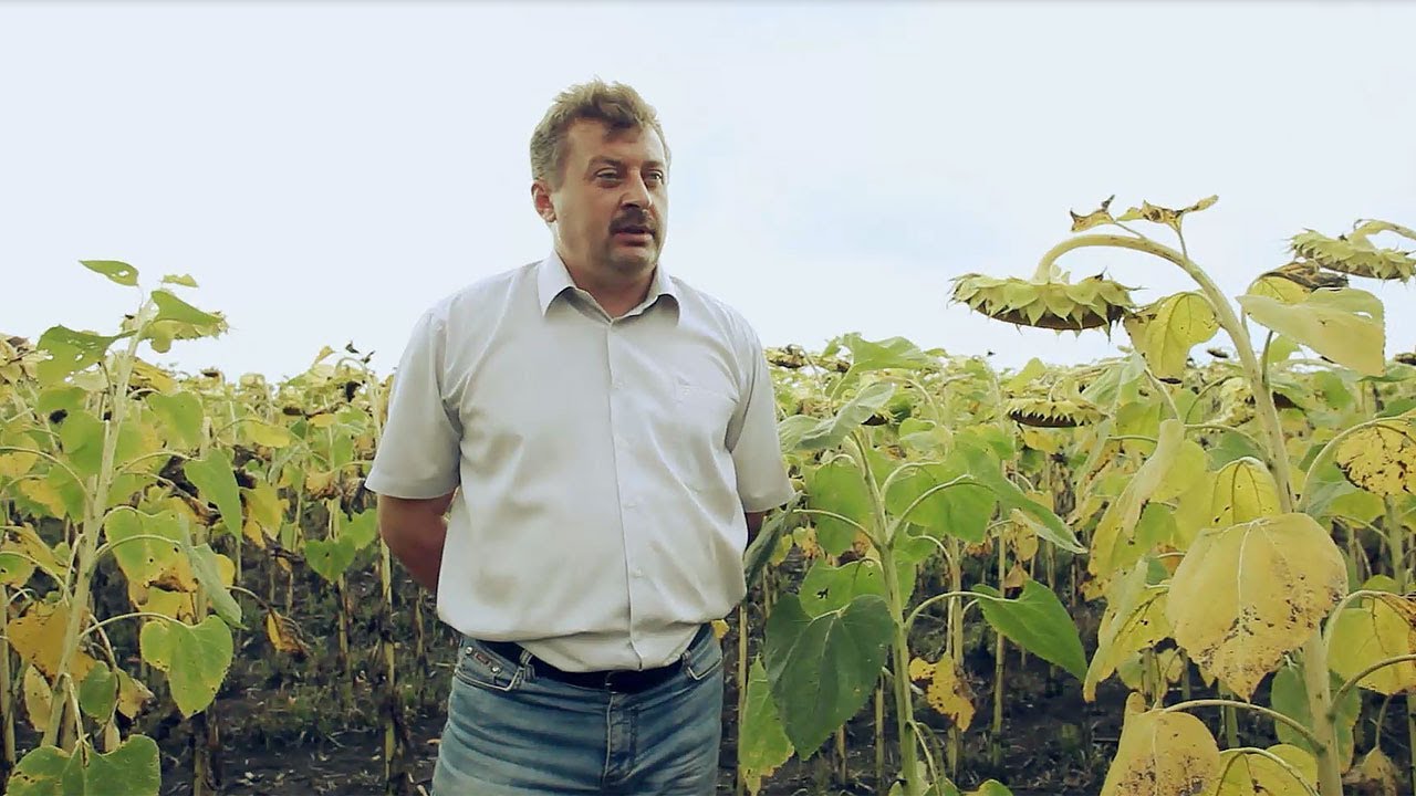 Семена подсолнечника БОСФОРА