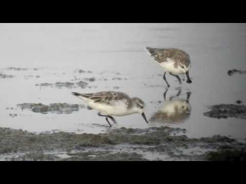 download lagu mp3 mp4 Spoon Billed Sandpiper Thailand, download lagu Spoon Billed Sandpiper Thailand gratis, unduh video klip Spoon Billed Sandpiper Thailand