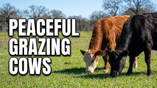 Texas Cows Grazing on Fresh Spring Grass | Peaceful Farm Sounds
