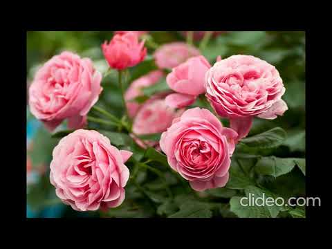 Colorful Rose Flower Plants with relaxing music/Mind Relaxing Video