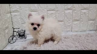 ハーフ犬の動画01