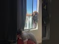 Maid Got Pranked By The Window Shorts
