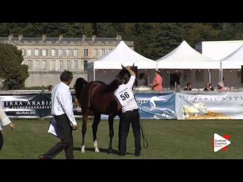 N.56 PRINCE KARAT R - Chantilly 2015 AWC - Colts 2 years old (Class 7)