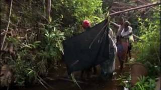 Ibogaine: Rite of Passage