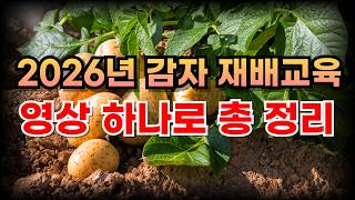 감자재배 이 영상 하나로 끝! 감자 전부 알려드립니다 | 감자 재배교육 총 정리 | 농사 100단