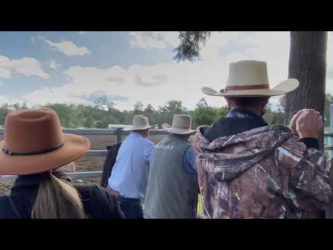 Bonalbo Campdraft 2021 - 2nd in ladies with an 85