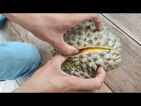 Techniques open durian​ - Simple Easy open durian