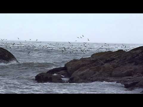 Sooty Shearwaters Migrating