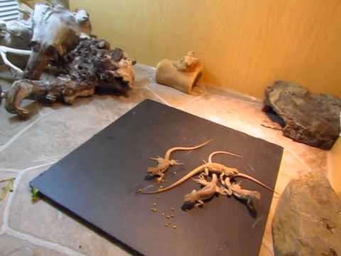 Elevages Lisard (2015) Dipsosaurus dorsalis 2