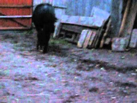 Manz semigreu de vanzare