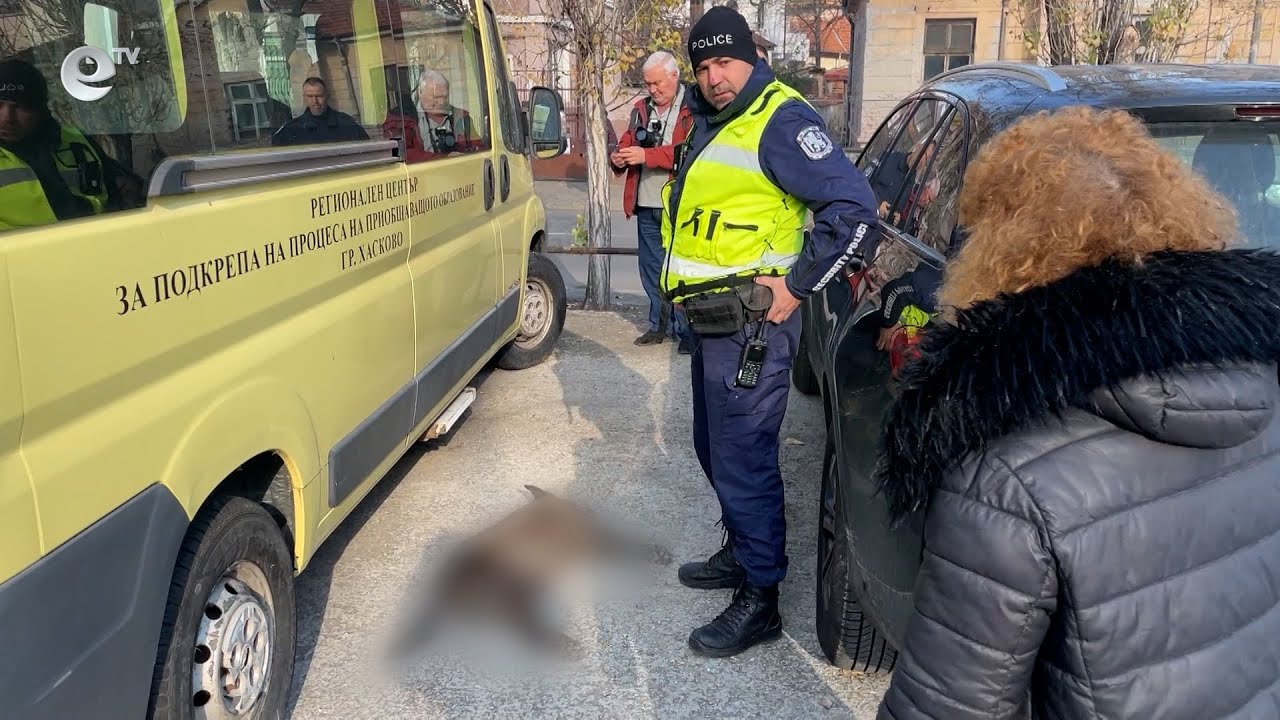 Стрелят по бездомни кучета в Хасково