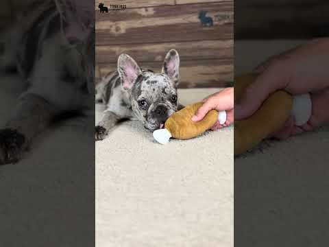 Video 5