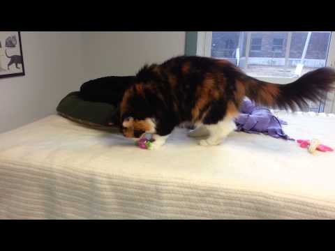 Zora, an adopted Calico in Medfield, MA_image-1