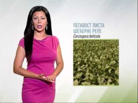 Zelena prognoza, 10.7.2015. - O potrebama sprovođenja mera zaštite u usevima šećerne repe