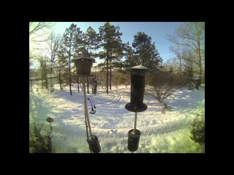 GoPro Camera Time Lapse - Bird Feeder Flash Mob
