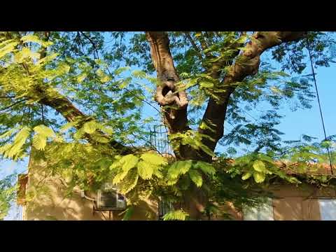 8k video test by samsung s21 ultra