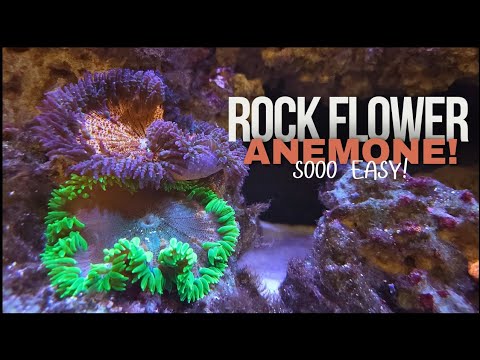 Rock Flower Anemones for Reef Tanks: Care, Placement & Feeding Tips