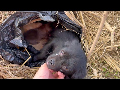 Con los ojos llenos de lágrimas, yacía en el heno sosteniendo a sus cuatro hijos hambrientos.