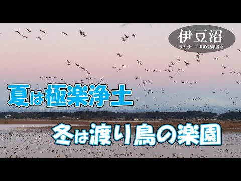 【登米市】マガンの飛び立ち「残したい "日本の音風景100選”」＠伊豆沼