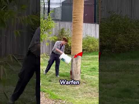 Klettern Sie niemals auf einen Baum, um vor einem Tiger zu fliehen 🐅