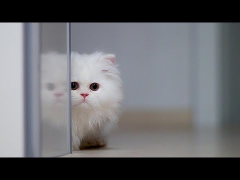 Jane & The Boy - Hostage