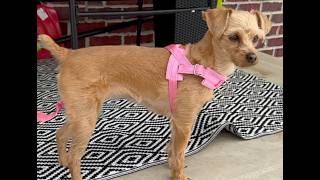 Functional + Fashionable - No Pull Small Dog Harness + Leash Set - by BeautyZoo