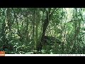 Okapi On Mount MBia Epulu DRC