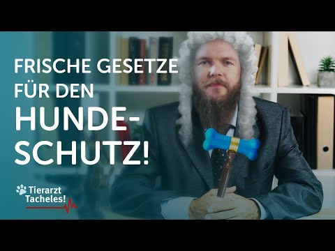 Frische Tierschutz-Hundeverordnung | Tierarzt Tacheles mit Sebastian Goßmann-Jonigkeit | ZooRoyal