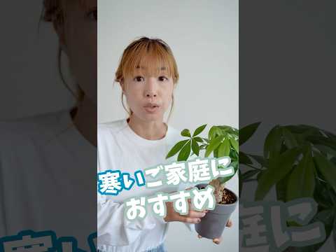 凍ったバナナの木、どうすればいいですか？切ったほうがいいでしょうか？植物を守り、冬を乗り切るためのヒント  庭園