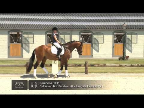 Barchello (Belissimo M x Sandro Hit x Langata Express XX)