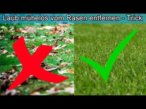 Laub vom Rasen mühelos & schnell entfernen – Lifehack / Laub mit Rasenmäher aufsaugen – Herbst Tipps