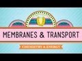 Documentary Science - Crash Course - Biology - In Da Club - Membranes and Transport