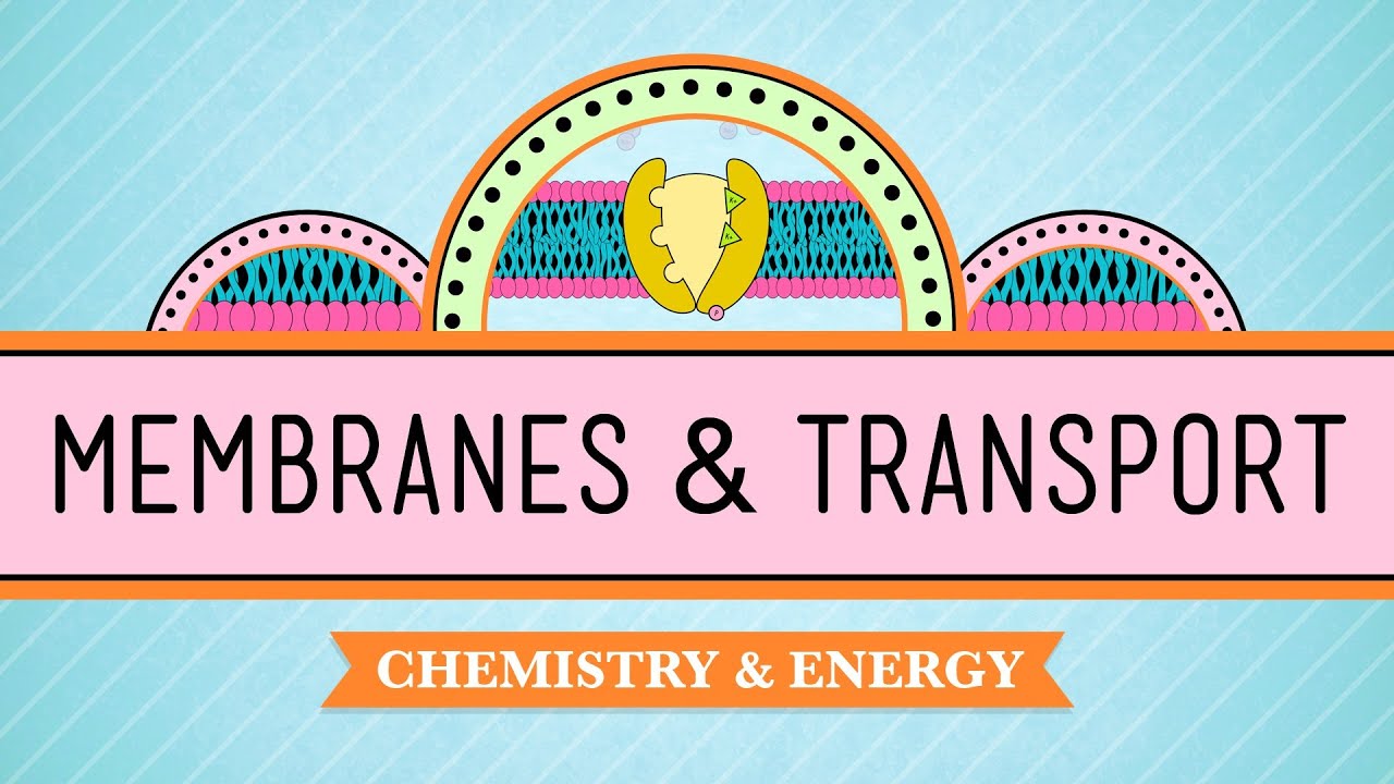 Ch.4 Membranes and Movement
